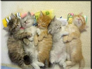 Snuggle Cats on a mattress