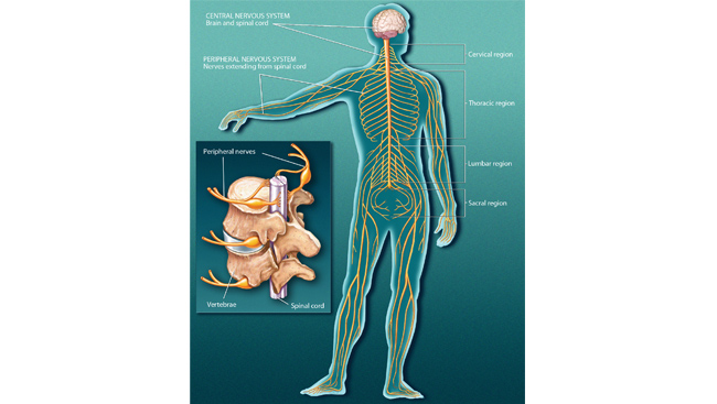 God and Your Nervous System in Health